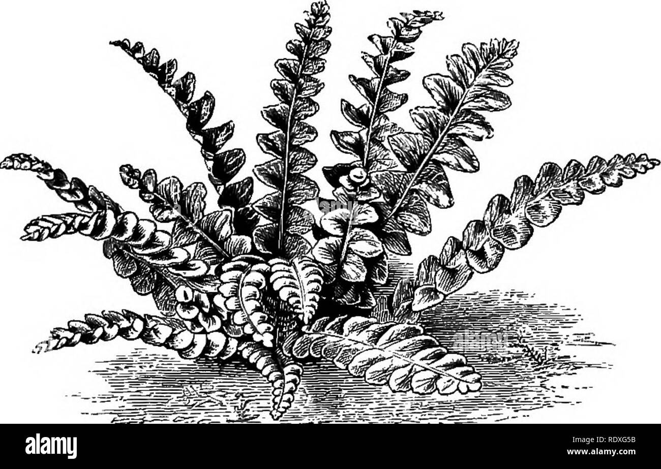 . The Book of gardening; a handbook of horticulture. Gardening; Horticulture. Fig. 334.âAsplenium fontanum. ON FERNS. 531 fragilis, Dickieana, and montana, a few varieties of the Male Fern, Lastrea Filix-mas; Lomaria alpina ; the Oak, Beech, and Limestone Polypodies, Polypodium Dryopteris (Fig. 336), Phegopteris, and cal- .(. careum ; Polypodium vulgare and varie- ties ; several hand- some forms of Poly- stichum, including the Holly Fern, P. Lonchitis ; numerous forms of the common Hartstongue, Scolo- â bendrium vulgare*; and Woodsia gla- bella, ilvensis, and obtusa. Among the medium-sized s Stock Photo