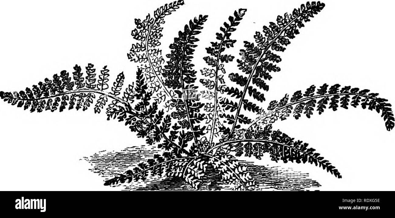 . The Book of gardening; a handbook of horticulture. Gardening; Horticulture. Fig. 334.âAsplenium fontanum. ON FERNS. 531 fragilis, Dickieana, and montana, a few varieties of the Male Fern, Lastrea Filix-mas; Lomaria alpina ; the Oak, Beech, and Limestone Polypodies, Polypodium Dryopteris (Fig. 336), Phegopteris, and cal- .(. careum ; Polypodium vulgare and varie- ties ; several hand- some forms of Poly- stichum, including the Holly Fern, P. Lonchitis ; numerous forms of the common Hartstongue, Scolo- â bendrium vulgare*; and Woodsia gla- bella, ilvensis, and obtusa. Among the medium-sized s Stock Photo