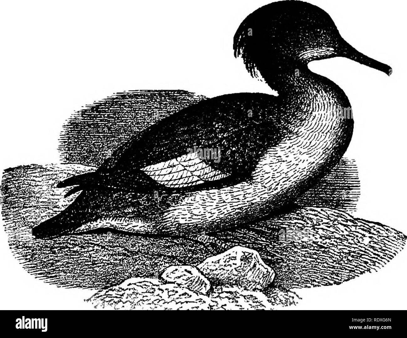 Names and portraits of birds which interest gunners, with descriptions in  languages understanded of the people;. Game and game-birds; Birds. No. 21.]  BIRD NAMES. 67. No. 21. Female. brown (of duller