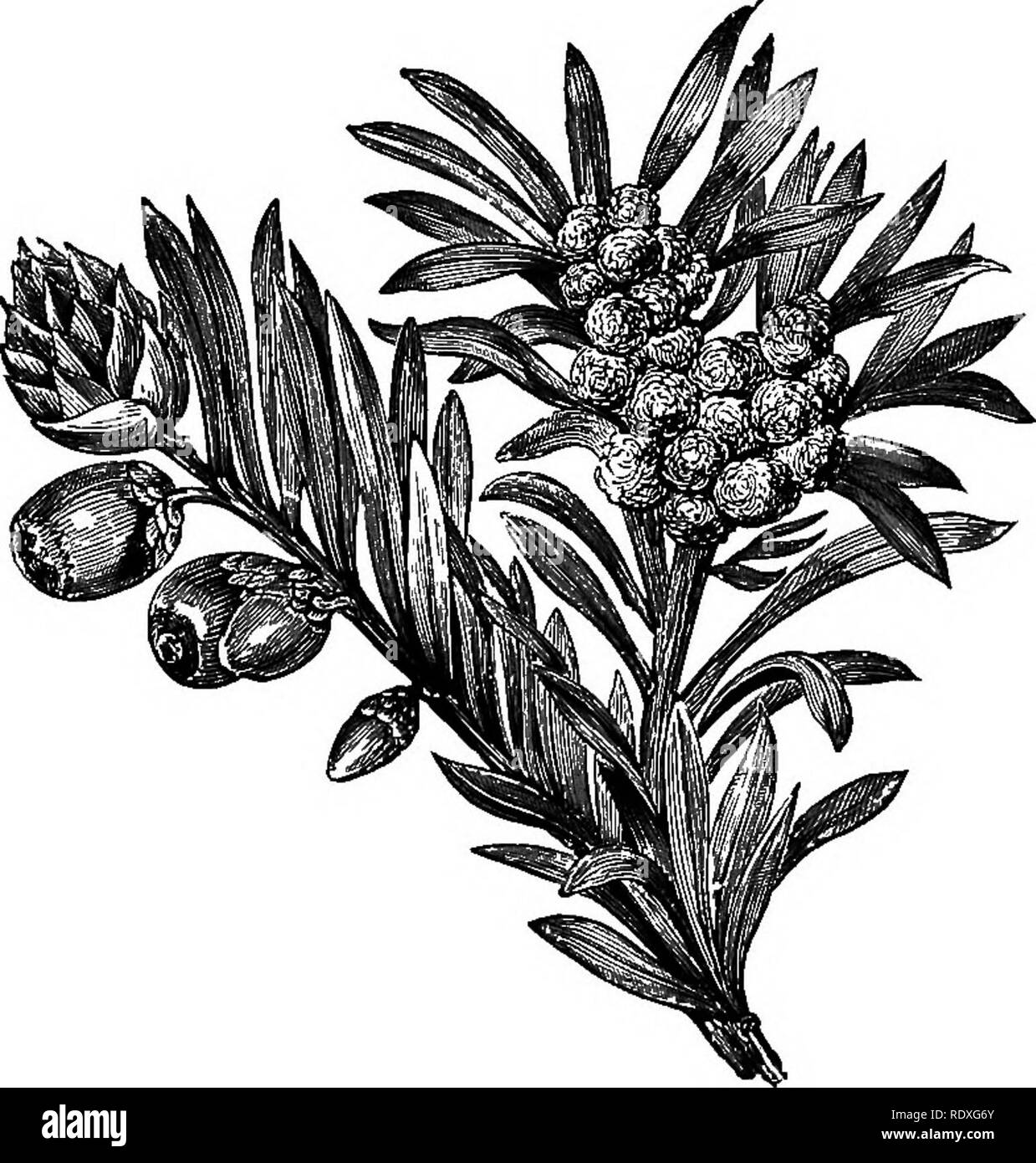 . The Book of gardening; a handbook of horticulture. Gardening; Horticulture. 5i6 THE BOOK OF GARDENING. Taxus baccata (English Yew) (Fig. 328) is familiar to everyone. Thoroughly hardy, and distinct from all other trees, it is too well known to need more than passing reference. Some of its varieties are, however, far from familiar, and attention will be drawn to a few of the most distinct and meritorious. T. b. adpressa is of compact growth, with spreading branches and dark green leaves; it is very ornamental and useful for small gardens. T. b. a. variegata is a prettily-marked variety of muc Stock Photo