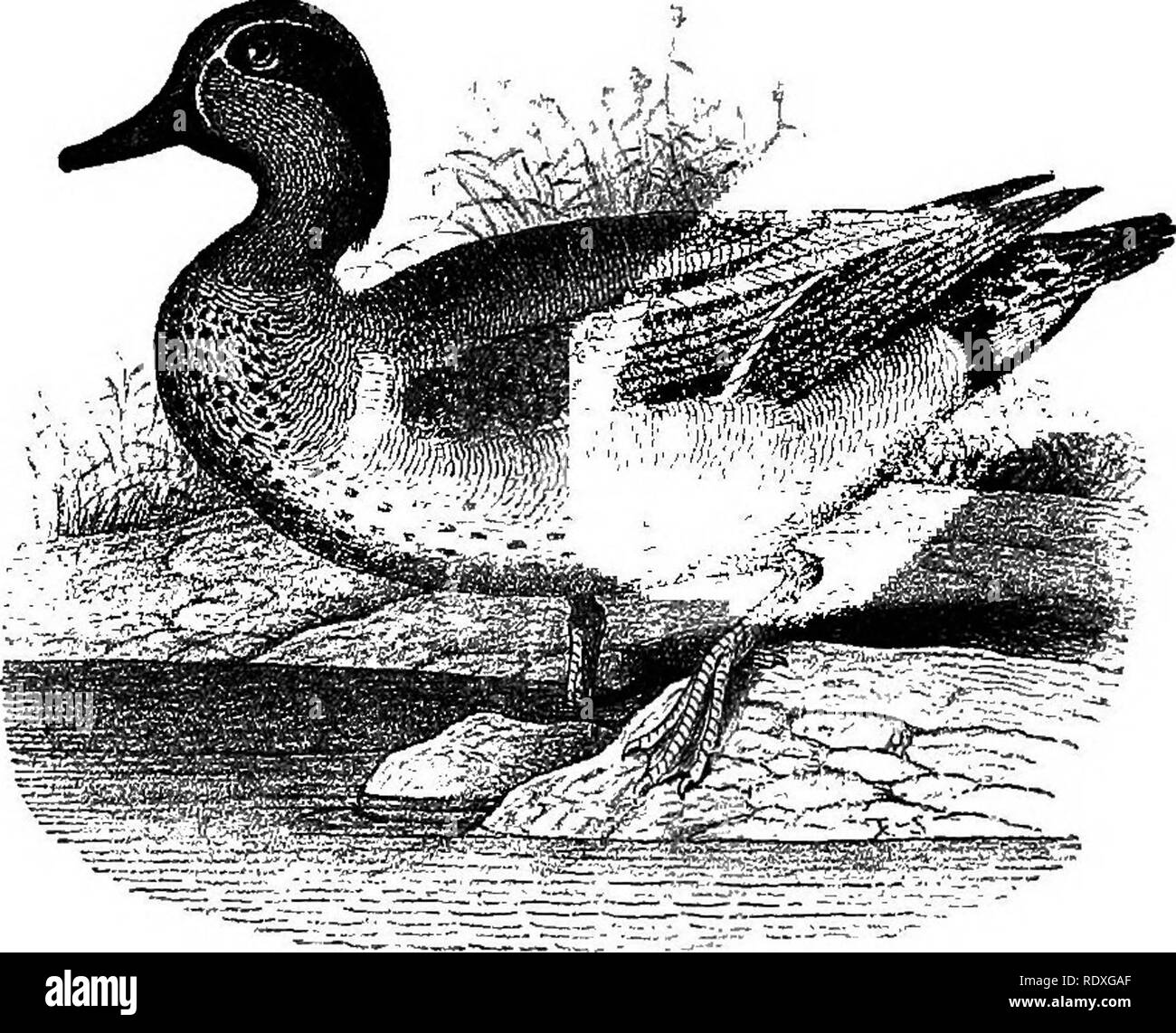 . Names and portraits of birds which interest gunners, with