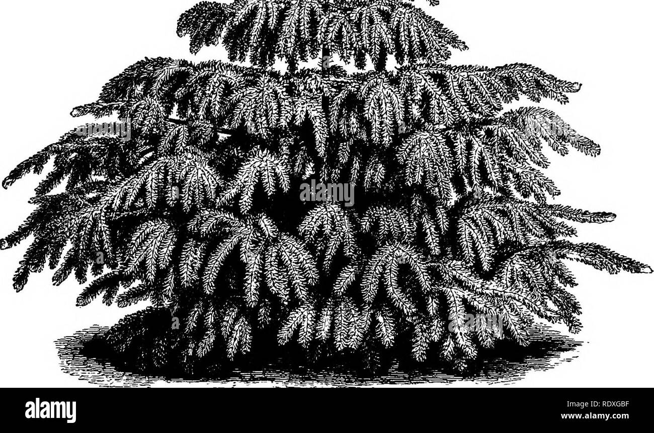 . The Book of gardening; a handbook of horticulture. Gardening; Horticulture. ON TREES AND SHRUBS. 479 the variety named robusia is much more so, and worthy of a place amongst choice weeping trees. Of Yews, Taxus baccata Dovasioni (Fig. 306) is very effective. T. b. IT. aurea pendula, with pale green leaves, striped and margined with golden-yellow, is equally handsome. T. b. pendula is a splendid shrub for small gardens. Worked on stocks a few feet from the ground its pendulous branches fall evenly on all sides, and soon assume an umbrella-like form; its foliage is of. Fig. 306.—Taxus baccata  Stock Photo