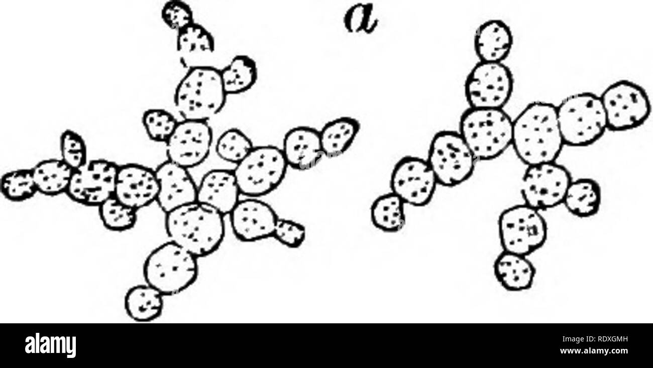 . Introduction to the study of fungi; their organography, classification, and distribution, for the use of collectors. Fungi. SCH1Z0MYCETES AND SACCHAROMYCETES 301 All saccharine fluids which contain glucose, or grape sugar, or a sugar which can be changed into glucose, and also all nitrogenous substances, phosphates, and ammoniacal salts, produce alcohol at a given temperature. The process of con- version is by fermentation. Pasteur states that every fermentation has its specific ferment; in all fermentations in which the presence of an organised ferment has been ascer- tained that ferment is Stock Photo
