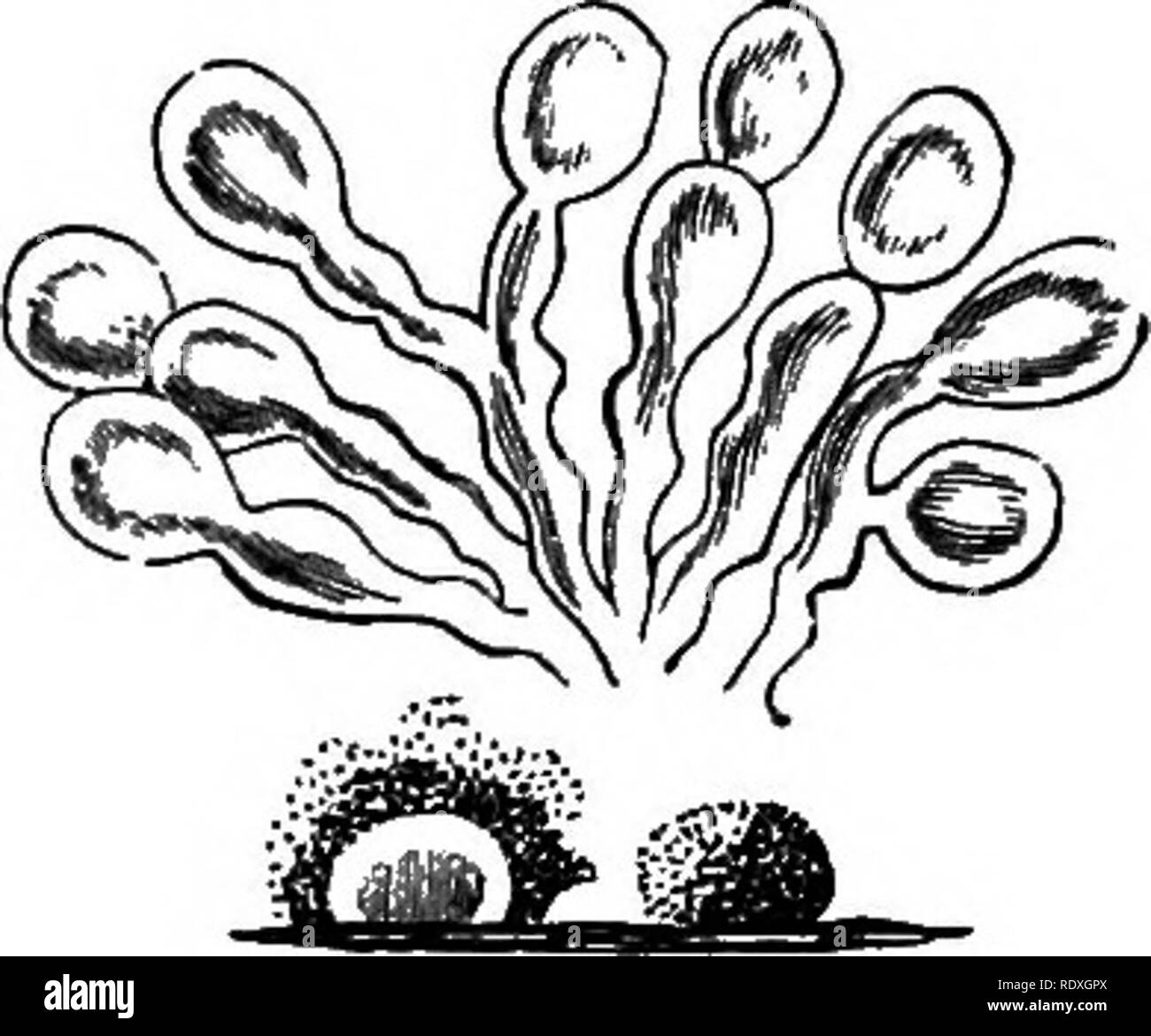 . Introduction to the study of fungi; their organography, classification, and distribution, for the use of collectors. Fungi. Fig. 127'.—Rhopalo- myces representing the Macronemeae. conidia, or spores, of some kind can be detected, otherwise the endeavour can only terminate in vexation of spirit. Eesuming our survey of the system at the point where it is necessary to determine the character of the spore, or conidium, and if it is uniseptate to seek it in the Didy- mosporae, but if further septate in the Phrag- mosporae, we shall soon discover that the greater number of species have conidia whi Stock Photo