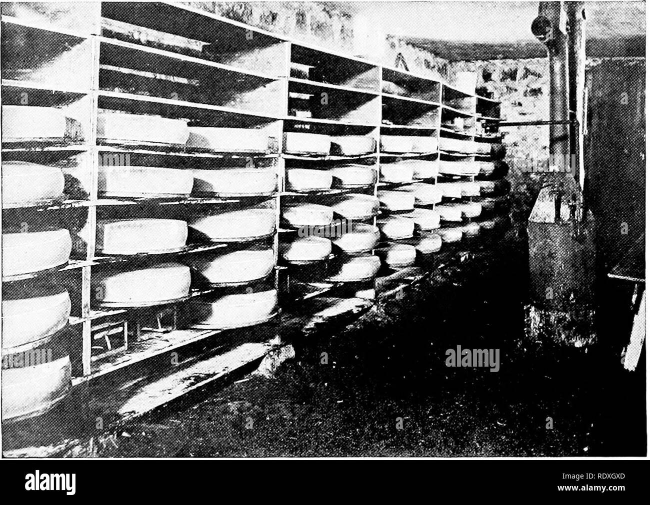 . Cheese making; cheddar, swiss, brick, limburger, Edam, cottage, etc