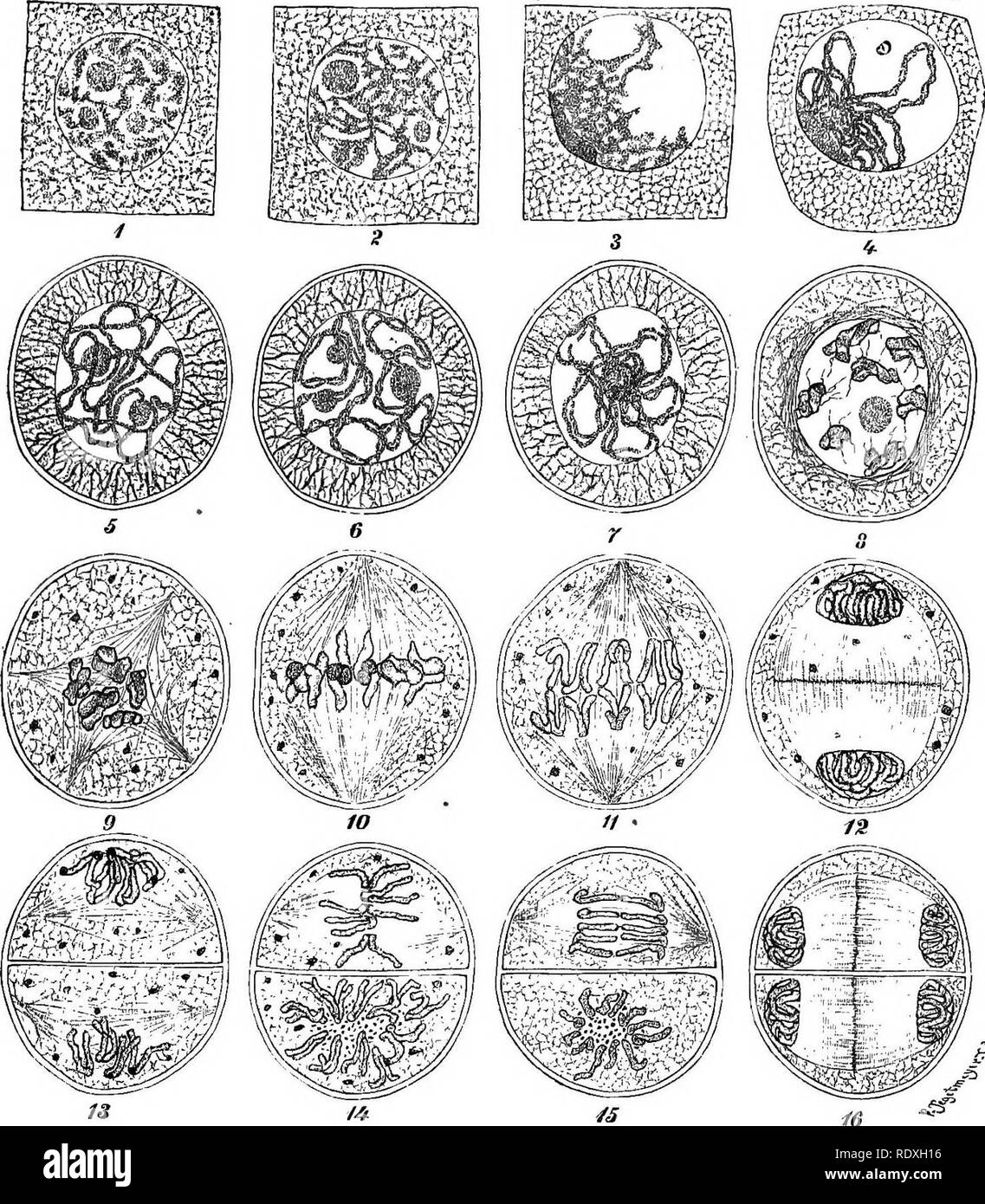 . The origin of a land flora, a theory based upon the facts of ...