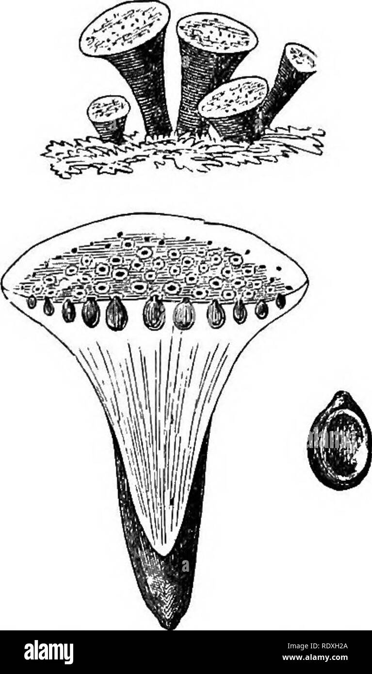 . Introduction to the study of fungi; their organography, classification, and distribution, for the use of collectors. Fungi. CAPSULAR FUNGI—PYRENOMYCETES 207. globose (Fig. 97), concentrically zoned within, and the perithecia immersed at the periphery. In Ustulina the stroma is pulvinate, becoming hollow; and in NvAninu- laria discoid, and plane or concave, distinctly margined. But in the large genus Hypoxylon, the stroma is either subglobose (Fig. 98) or effused, solid and dark within, closely adnate, of variable thickness, sometimes re- duced to little more than a crust of densely-packed pe Stock Photo