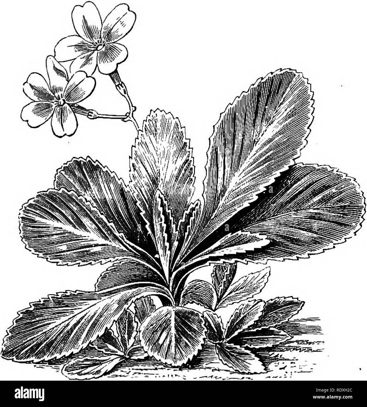 . The Book of gardening; a handbook of horticulture. Gardening; Horticulture. Fig. 177.—Phyteuma Charmelii. ift! high; the flowers are bright yellow, very fragrant, and are produced from May to August. Phlox is a genus yielding several dwarf perennial species suitable for the rock garden, such as P. amcena and P. subulata, which are treated under &quot; Spring- Bedding Plants.&quot; Phyteumas are charming plants for sunny situations; they are increased by seeds or by division. P. Michelii grows 6in. high, and bears heads of reddish flowers during June and July. P. orbiculare grows ift. high, a Stock Photo