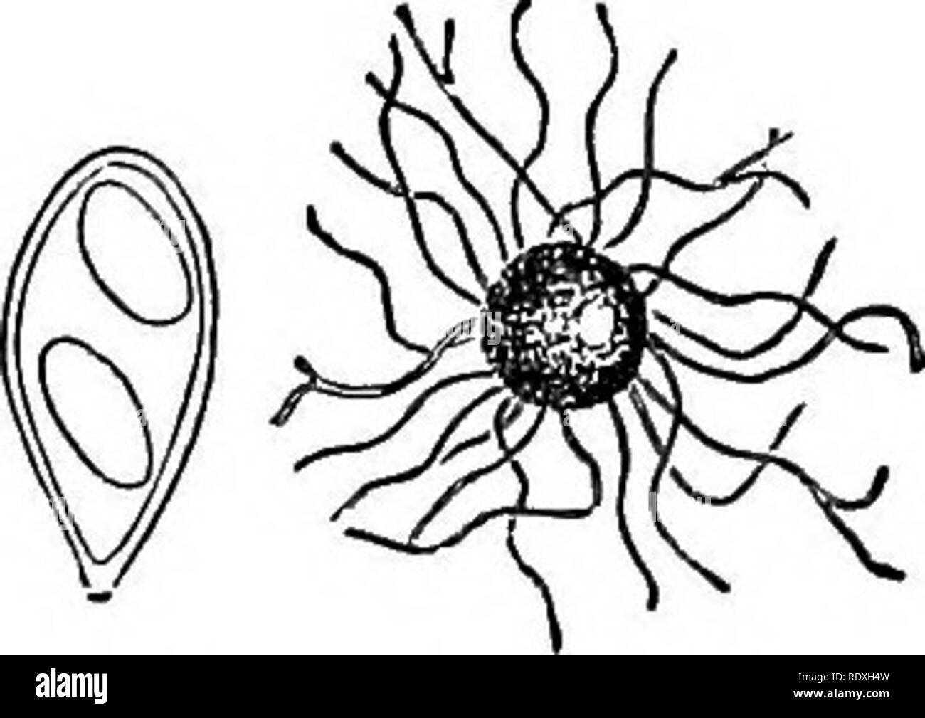 . Introduction to the study of fungi; their organography, classification, and distribution, for the use of collectors. Fungi. CAPSULAR FUNGI—PYRENOMYCETES 199. tiated into chains of hyaline conidia, which fall away and are capable of germinating and producing a new mycelium. In this condition the parasite is a mould, or Hyphomycete, and was formerly in- cluded under the geniis Oidium, under the supposition that it was a complete and autonomous Fungus. Eecent in- vestigation has shown that this stage of mould is Only the COnidial condition of Fig. 87. — Perithecium and some species of the Erysi Stock Photo