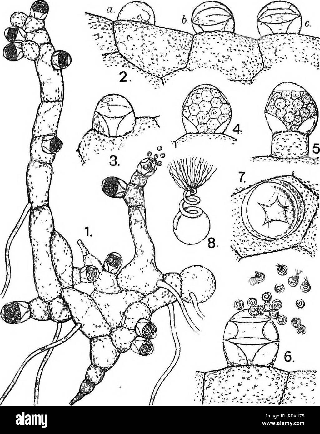 Prothallus Black and White Stock Photos & Images - Alamy