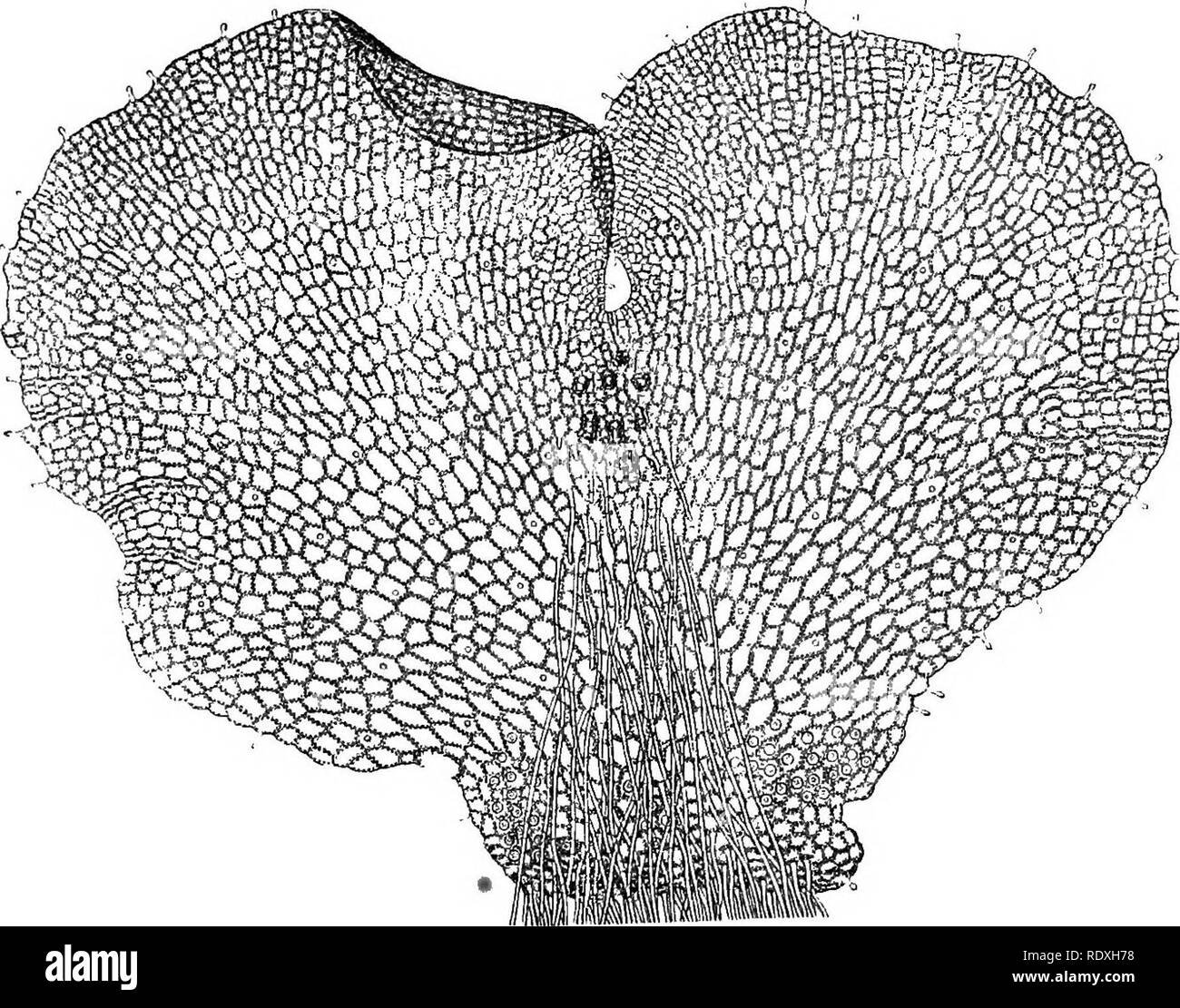 . The origin of a land flora, a theory based upon the facts of alternation. Plant morphology. 26 THE LIFE-HISTORY OF A FERN peripheral parts, but in the central region, below the emarginate apex, the cells divide by walls parallel to the flattened surfaces of the prothallus, and thus form a somewhat massive central cushion. The mature cells are thin-walled, with a peripheral film of cytoplasm surrounding a large central vacuole, and embedding the nucleus and numerous chloroplasts. The whole body is capable of leading an independent existence, nourishing itself by absorption from the soil, and  Stock Photo