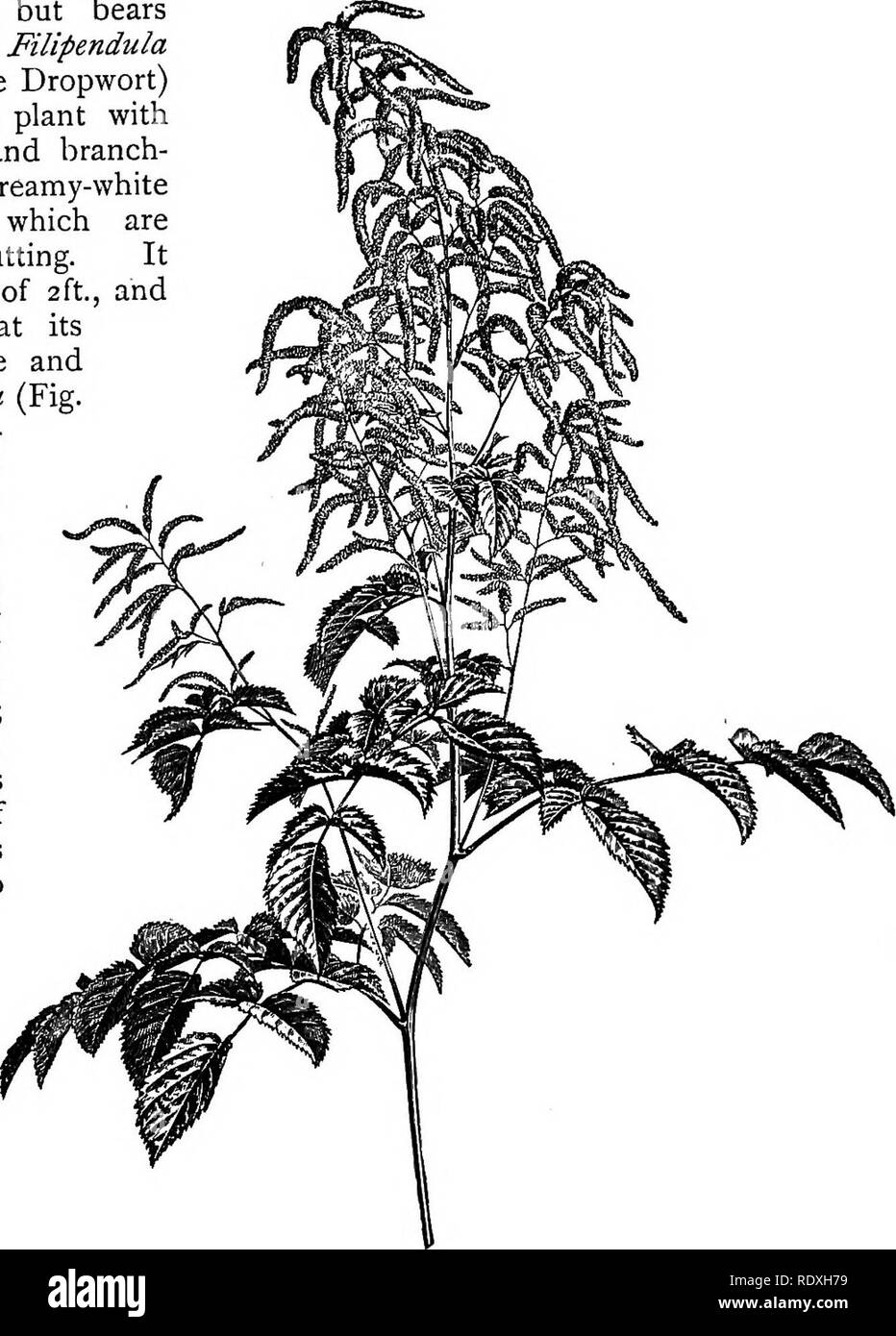 . The Book of gardening; a handbook of horticulture. Gardening; Horticulture. ON HARDY HERBACEOUS PERENNIALS. 283 or border culture; it grows upwards of 3ft. high, and from June to August produces dense plumes of feathery white flowers. The variety floribunda is rather dwarf in habit, but bears larger plumes. S. Filipendula flore-pleno (Double Dropwort) is a low-growing plant with fern-like foliage and branch- ing panicles of creamy-white double flowers, which are suitable for cutting. It reaches a height of 2 ft., and is to be seen at its best during June and July. S. palmata (Fig. 165) is a  Stock Photo