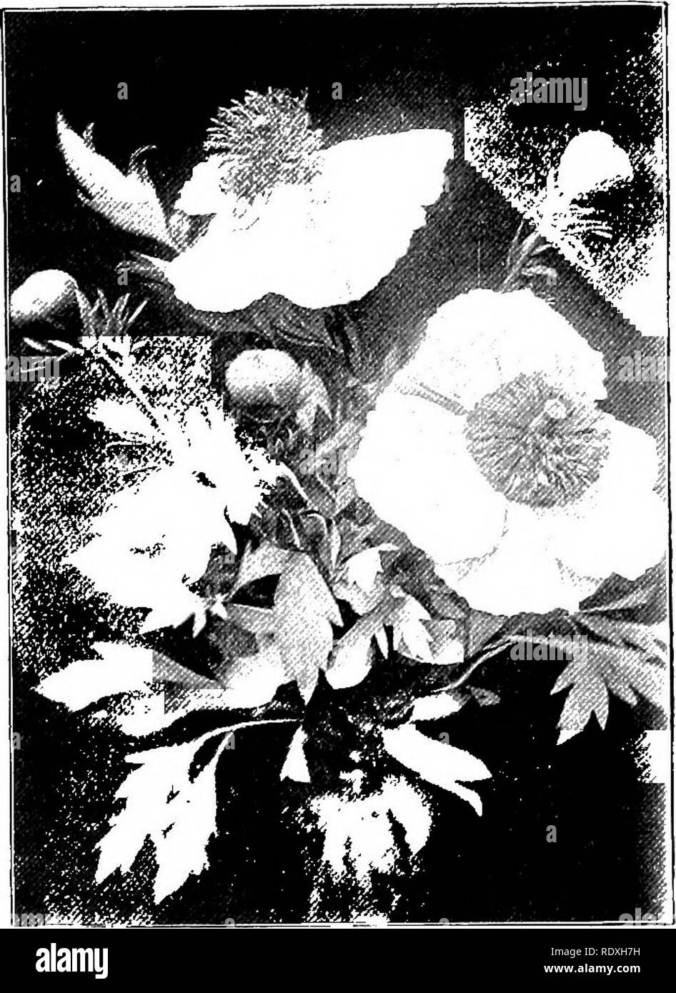 Yellow herbaceous perennials Black and White Stock Photos & Images - Alamy