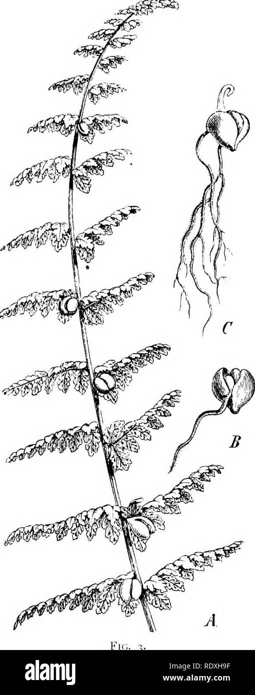 . The origin of a land flora, a theory based upon the facts of alternation. Plant morphology. VEGETATIVE PROPAGATION 19 sss) the Filmy Ferns of tropical forests, an atmosphere approaching complete saturation with moisture is a constant necessity. The Male Fern may indeed be accepted as a medium type, showing no special adaptation nor susceptibility either to moisture or drought, while structurally it shows such characters as are usual in average Land Vegetation. With very few exceptions Ferns are perennials, and in the case of the Shield Fern there is no theoretical limit to the duration of th Stock Photo