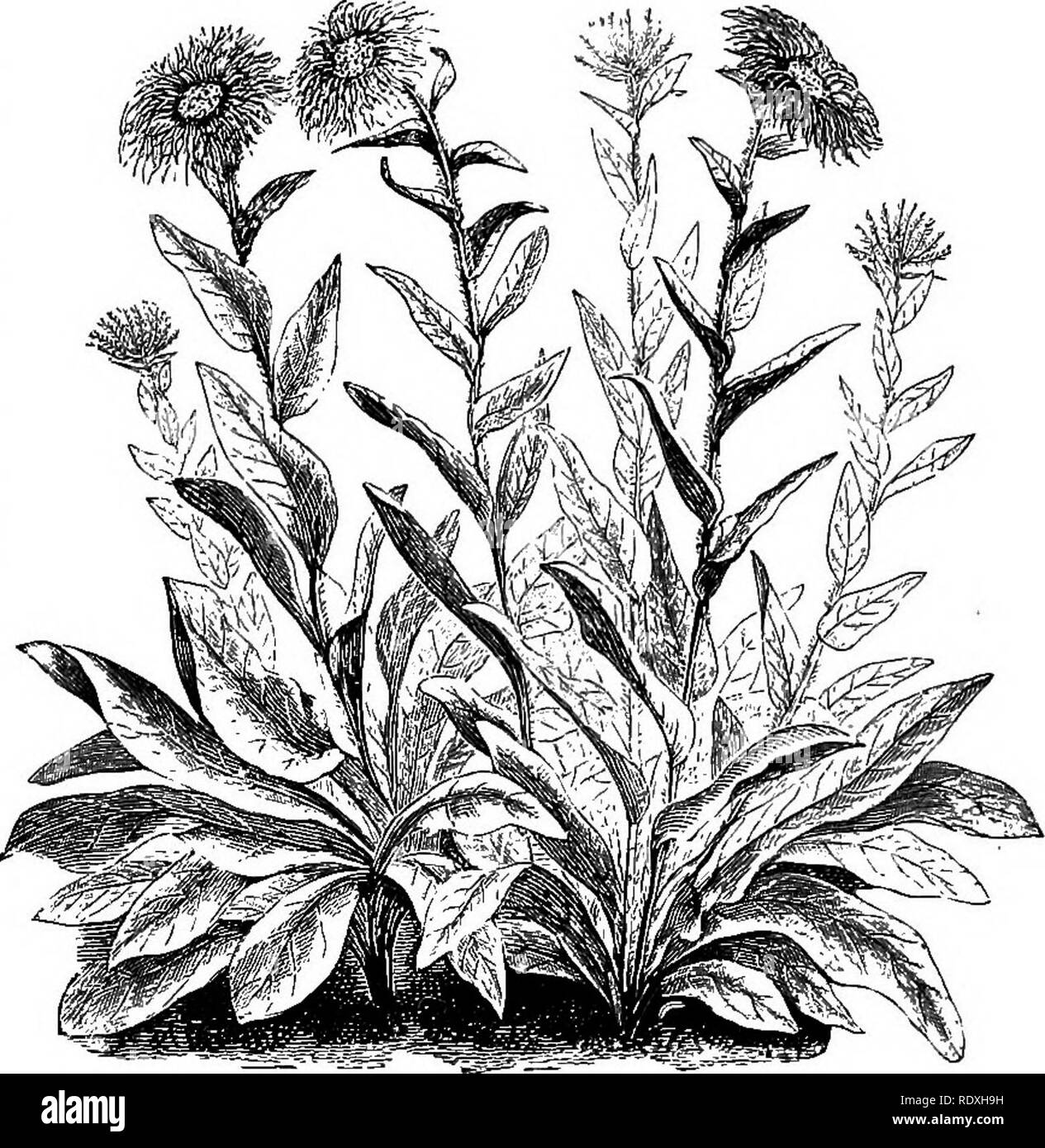 June flowering perennials Black and White Stock Photos & Images - Alamy