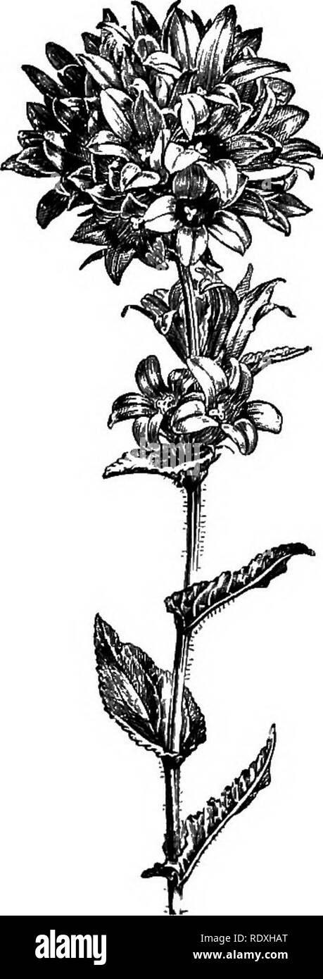 Tall perennials august Black and White Stock Photos & Images - Alamy