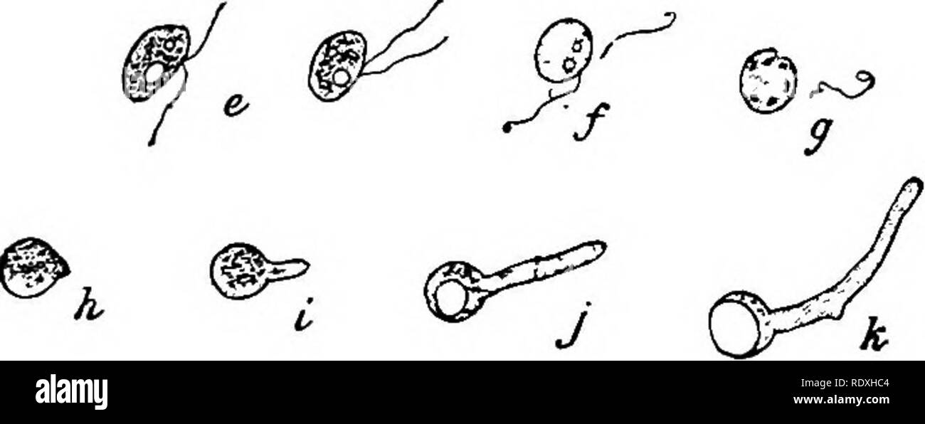 . Introduction to the study of fungi; their organography, classification, and distribution, for the use of collectors. Fungi. Fig. 44.—Stages of germination of a conidium or sporangium of Phytoph- thora. a, ripe condition ; 6, contents breaking up into blocks ; which escape, c, d ; as zoospores, e ; with two cilia, /, g ; zoospores at rest, g, h; and germinating, i, j, k. After Marshall Ward. stomata, soon becoming branched towards the apex once, twice, or several times in a furcate manner, the tip of each ultimate branch bearing a single oval or elliptical hyaline conidium, or, in the present Stock Photo