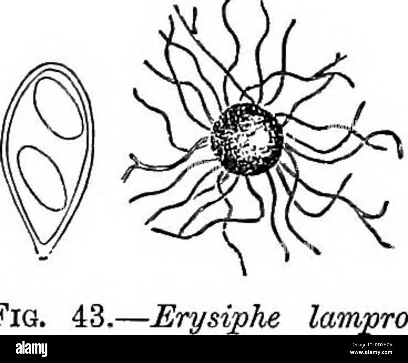 . Introduction to the study of fungi; their organography, classification, and distribution, for the use of collectors. Fungi. SAPROPHYTES AND PARASITES 75 consists solely of the delicate threads which branch and inter- lace each other, and form a thin white film of mycelium, some- times on one and sometimes on both surfaces of the leaves, to which they adhere by means of little projections, or haustoria, which enter the stomata. From this mycelium arise shorter and thicker threads, consisting of a chain of oval cells, each of which falls away consecutively from the apex, and becomes a conidium Stock Photo