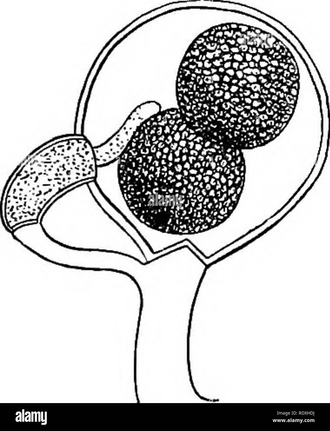 . Introduction to the study of fungi; their organography, classification, and distribution, for the use of collectors. Fungi. 60 INTRODUCTION TO THE STUDY OF FUNGI protoplasm, and gradually enlarge, until they resemble a spindle- shaped connective of the two hyphae. A septum is soon formed across the suspenders near the upper extremity, cutting off a discoid cell from each, which are separated from each other at the point of contact by the original wall of the con- jugating suspenders. This division soon becomes perforated, and at length disappears, leaving the twin discoid cells united into a Stock Photo