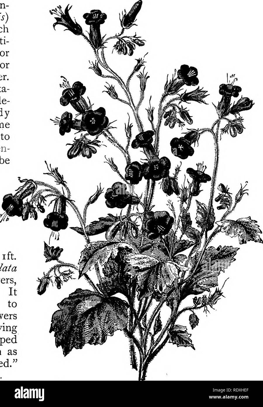 . The Book of gardening; a handbook of horticulture. Gardening; Horticulture. ON ANNUALS AND BIENNIALS. 239 useful for the same purpose, the plants being literally covered with flowers in the spring. Virginian Stocks.—Malcolmia maritima is a well-known free- flowering annual, easy of culture in any ordinary garden soil. If sown in April, it will flower in June, and by successional sowings it may be had in flower from then until September. It grows from 6in. to 12m. high, and has lilac, rose, red, and white flowers. Viscaria (now in- cluded under Lychnis) is a genus which yields several beauti- Stock Photo