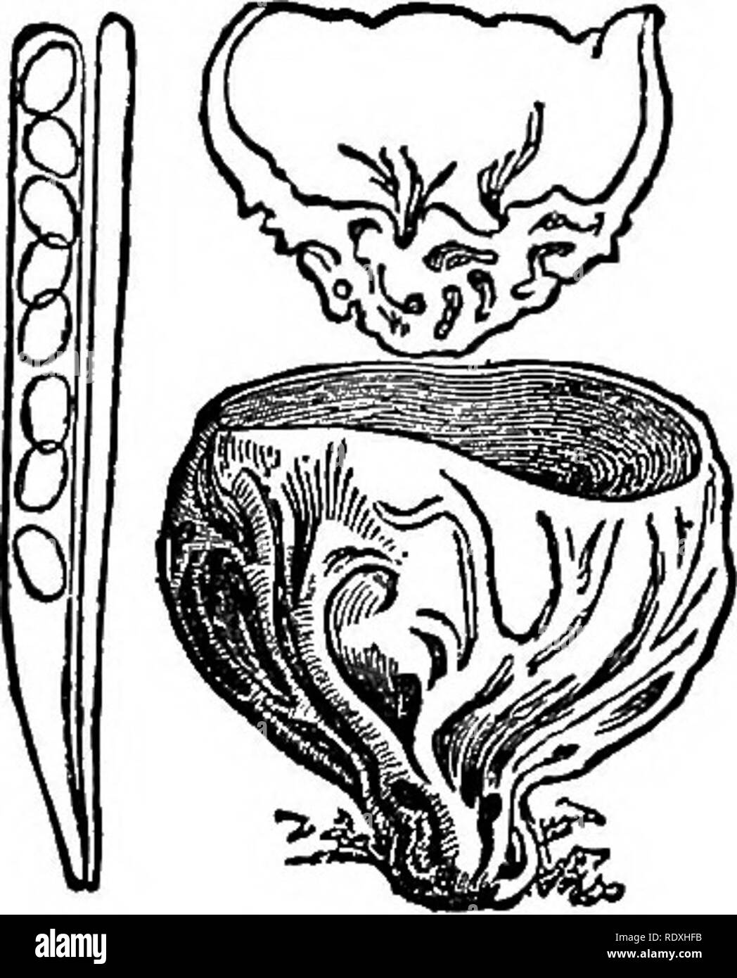 . Introduction to the study of fungi; their organography, classification, and distribution, for the use of collectors. Fungi. THE RECEPTACLE 37 exoperidium may be tough and leathery, and in Geaster it splits downwards from the apex into several triangular lobes. In Bovista it is fragile and evanescent. In Lycoperdon it breaks up into granules, warts, or spines, which adhere for some time to the inner and persistent peridium. In Polysaccum and Scleroderma the periderm is not differentiated into two coats, but in the latter the exterior cracks into warts or frustules. In this form the receptacle Stock Photo