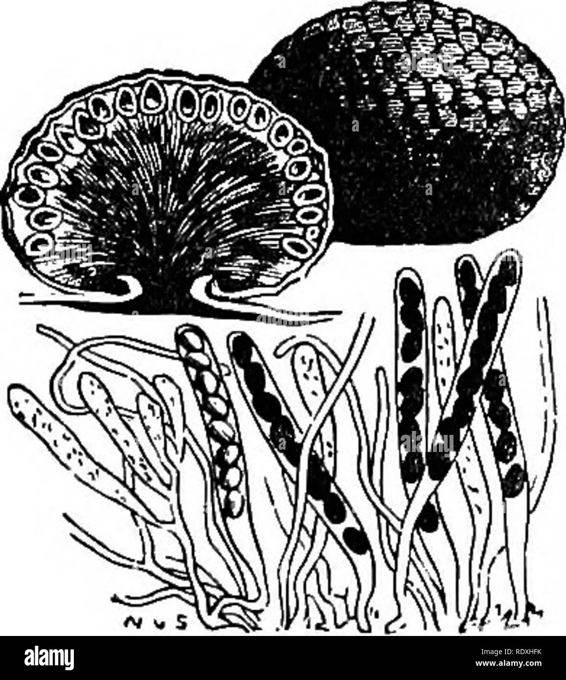 . Introduction to the study of fungi; their organography, classification, and distribution, for the use of collectors. Fungi. THE CARPOPHORE 29 Fig. 14.—Clav- ate stroma of Cordyceps. the fructifying surface is sufficiently raised above the soil to attain its development (Fig. 14). The carpophores vary not only in length for the same species, according to circumstances, but also in form, according to the species. In some it is simple, and in others branched, but the receptacles are always densely accumulated about the apices in this genus of Cordyceps. Hence we recognise again that a carpophor Stock Photo