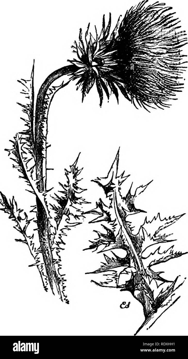 . Freaks and marvels of plant life; or, Curiosities of vegetation. Plant anatomy. 454 FREAKS OF PLANT LIFE. in Dumfries, it could scarcely have been the tradi- tionary thistle of Scotland. A young chieftain in the Hebrides pointed out another plant (Carduus eriphorus) as the Scotch thistle. At Inverness Sir James Grantsaidthat the Scotch thistle was the only one that drooped (Carduus nutans); and, finally, Sir William Drum- mond maintained that no particular thistle, but any thistle the poet or painter chose, was the national flower of Scotland. Whether it was a thistle armed with spines or no Stock Photo