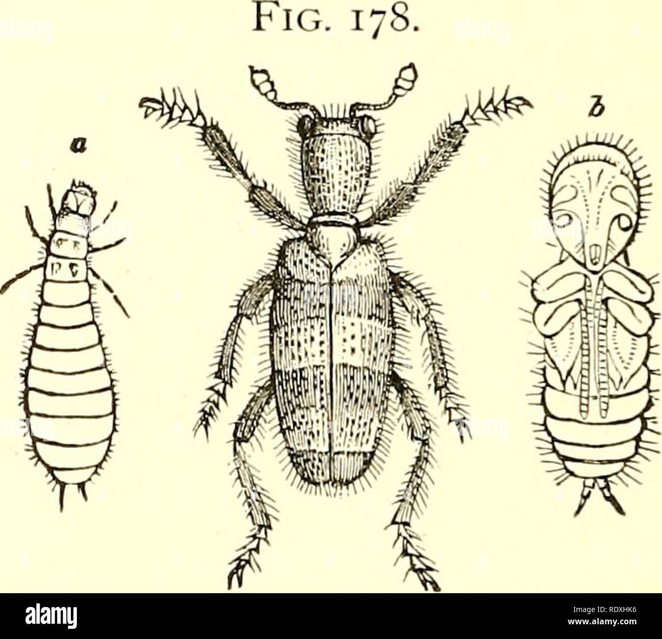 . Economic entomology for the farmer and fruit-grower [microform] : and ...