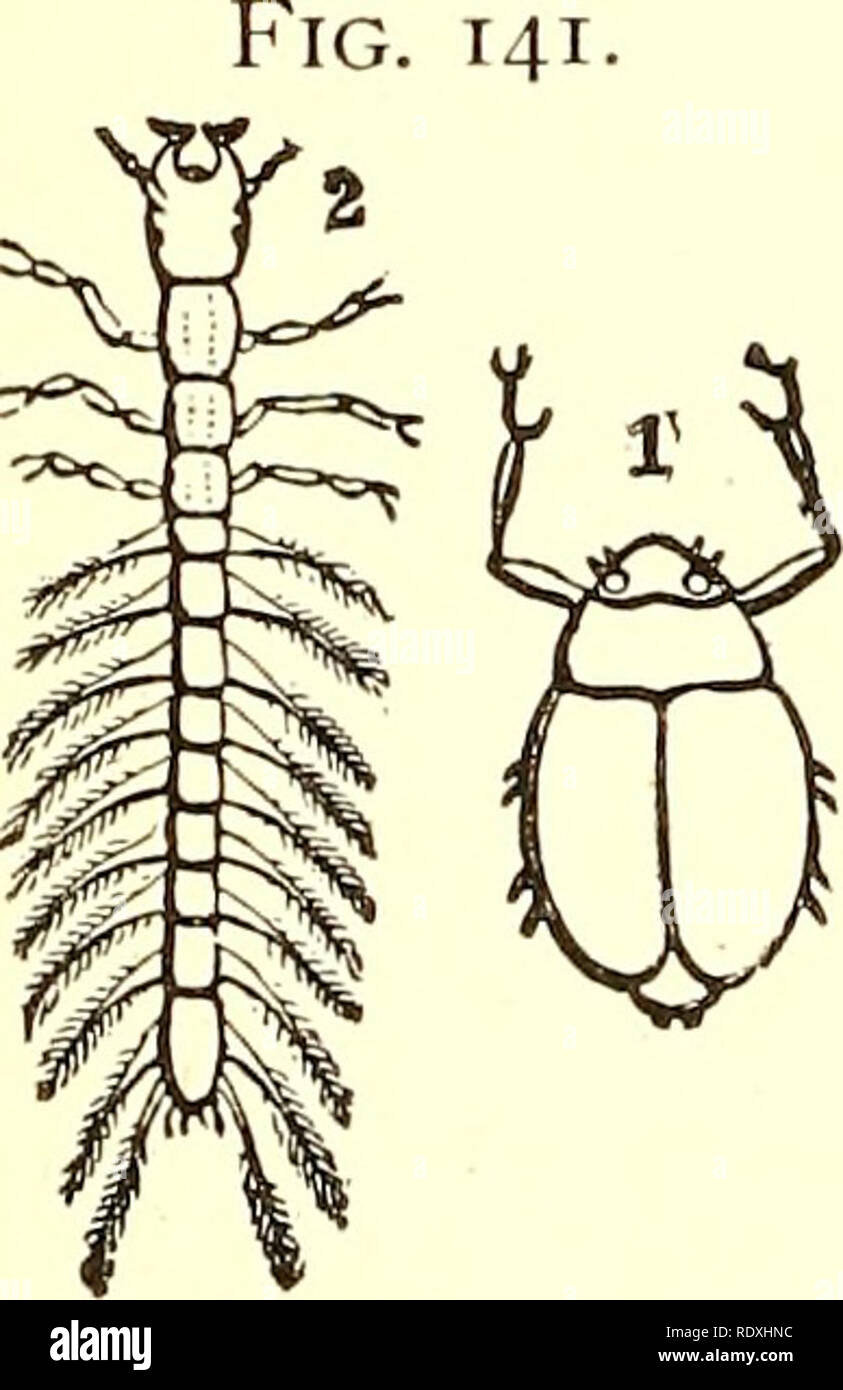 whirligig beetle drawing