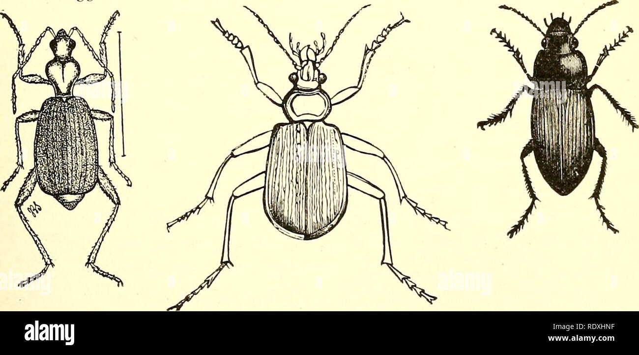 . Economic entomology for the farmer and fruit-grower [microform] : and for use as a text-book in agricultural schools and colleges. Beneficial insects. Fig. 137. Fig. 135. Fig. 134- ' Fig. 136.. Tiger-beetles and ground-beetles.—Fig. 127, larva of Cicindela. Fig. 12S, head of a««rf&lt;?/a, to show mandible. ¥1%. ^19, C. generosa. Fig. 130, C/«r/.«;ra. Fig. 131, C.sexguttata. ¥{g. t.22, C. repanda. Fig. 133, &lt;^a/o.Fo;«fl &lt;:a//rf«w and its larva. Fig. 134, C. scrutator. Fg. ns, Brachmus fumans. Fig. 136, Harpalus catiginosus. Fig. 137, larva of Harpalus, devouring larva of plum-curculio. Stock Photo