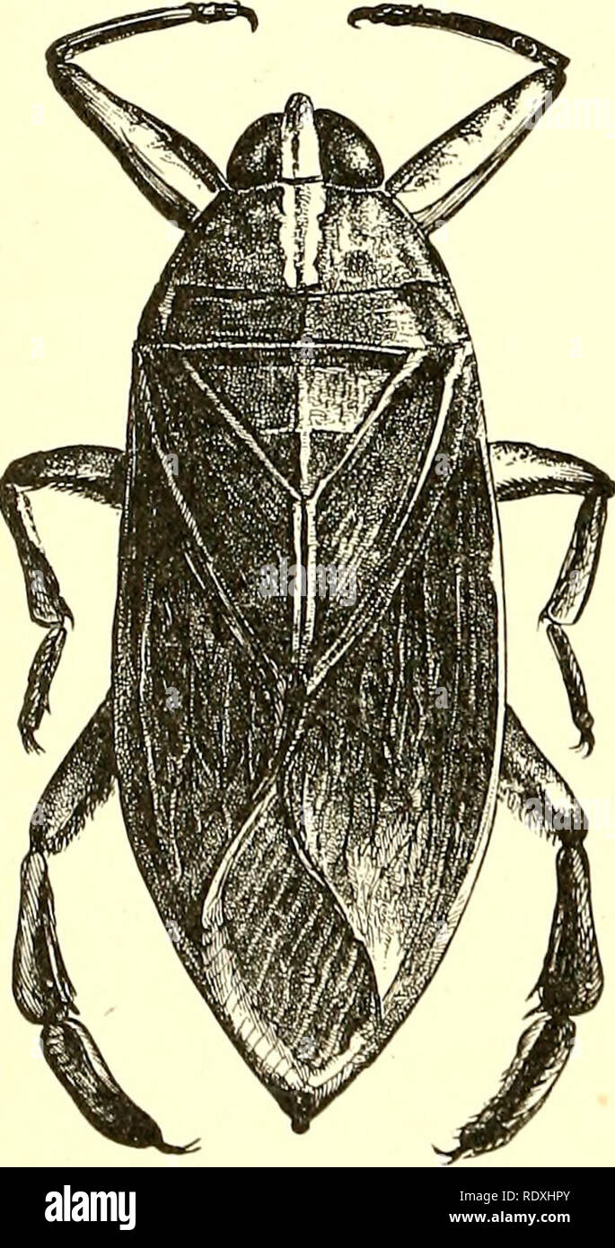 . Economic entomology for the farmer and fruit-grower [microform] : and ...