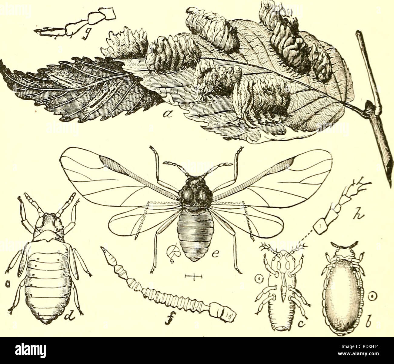 . Economic entomology for the farmer and fruit-grower [microform] : and ...