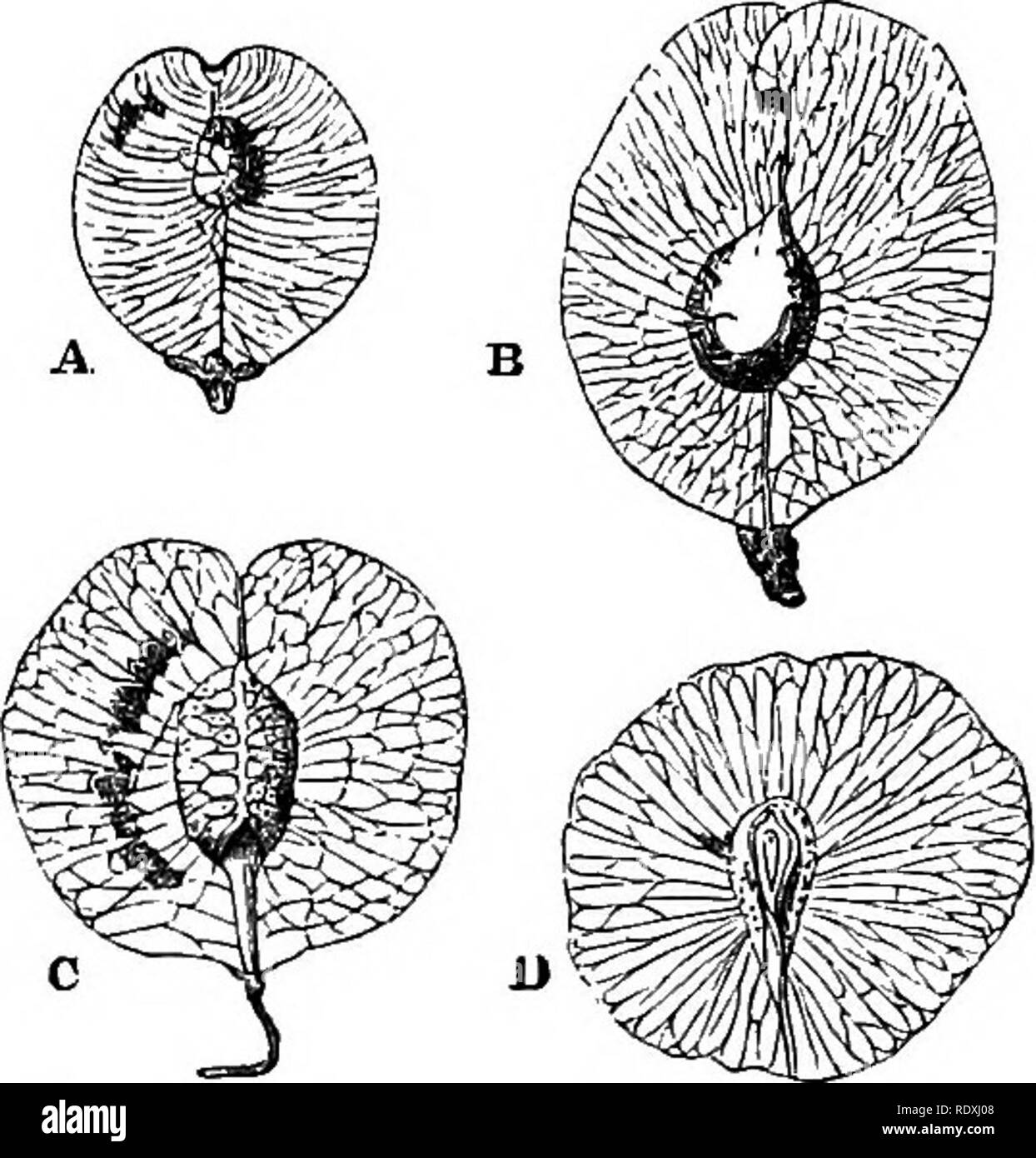 . Freaks and marvels of plant life; or, Curiosities of vegetation. Plant anatomy. MIMICRY. 333 the species are mostly South American. This is represented by Heteropterys laurifolia (fig. 74) ; and- yet again in the Phytolaccacees, the same kind of samara is found in at least two genera, of which we have illustrated Gallesia goranema and Seguiera fioribunda. These four illustrations are from three natural orders, all separate from each other and from the maples, and yet, not only is the size and form the same, but also the veining in the wings. So deceptive is the resemblance between these frui Stock Photo