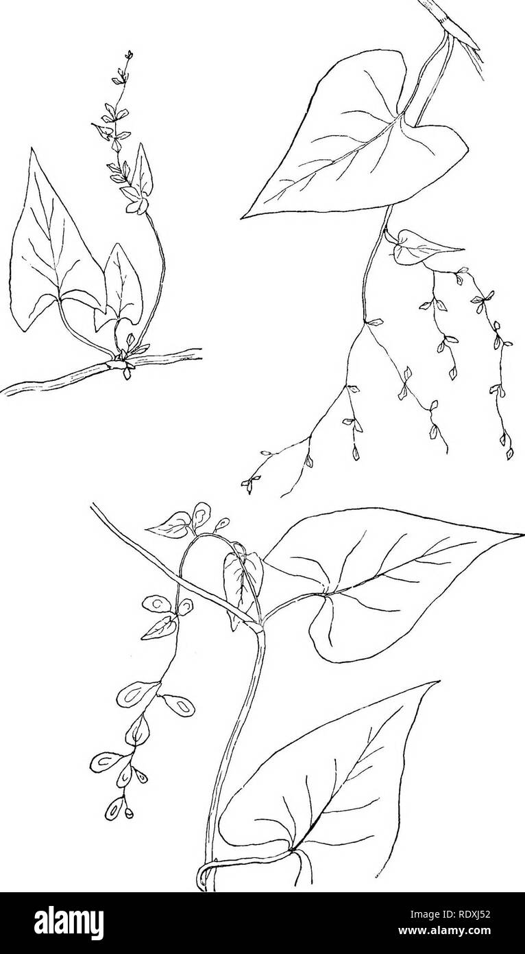. The vines of northeastern America;. Climbing plants. I6i Fig. 76.—Black Bindweed. [P. convdlvulus, L.] Fig. 77.—Bristly-Jointed Bindweed. (P. cilinode, Mx.) Fig. 78.—Hedge Bindweed. (P. scdndens, L.). Please note that these images are extracted from scanned page images that may have been digitally enhanced for readability - coloration and appearance of these illustrations may not perfectly resemble the original work.. Newhall, Charles S. (Charles Stedman), 1842-1935. New York [etc. ] G. P. Putnam's Sons Stock Photo