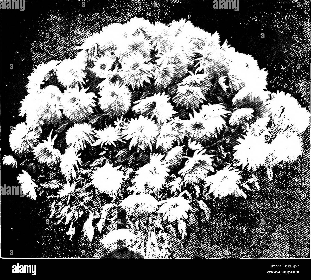 Chrysanthemum superbum Black and White Stock Photos & Images Alamy