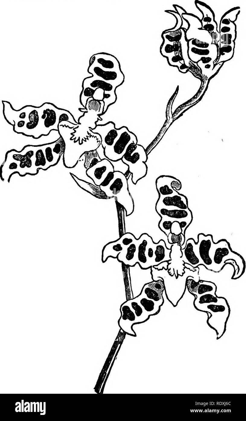 . Freaks and marvels of plant life; or, Curiosities of vegetation. Plant anatomy. 272 FREAKS OF PLANT LIFE. thick fleshy petals, sometimes resembling wax flowers, and a structure interesting to botanists because of its. Fig. 48.-Zebra Orchis (Oncidium zebrinuvi).—&quot; Gardener's Chronicle.&quot; departure from the ordinary type, the pollen masses. Please note that these images are extracted from scanned page images that may have been digitally enhanced for readability - coloration and appearance of these illustrations may not perfectly resemble the original work.. Cooke, M. C. (Mordecai Cubi Stock Photo