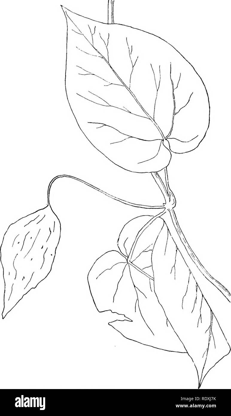 Climbing Milkweed High Resolution Stock Photography And Images Alamy