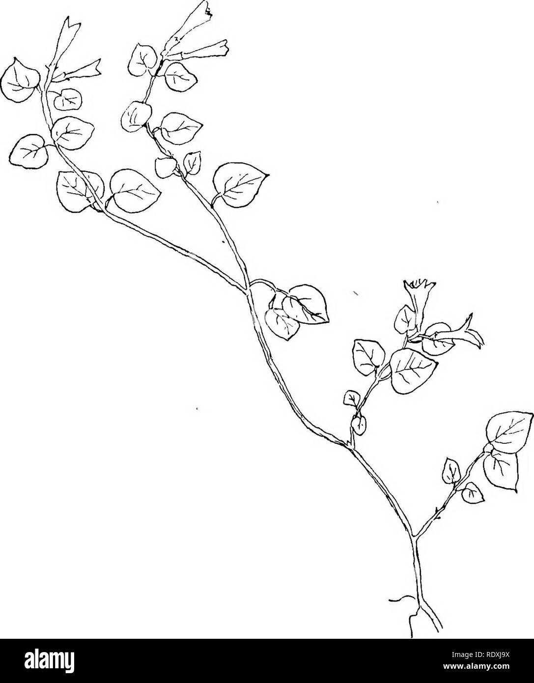 . The vines of northeastern America;. Climbing plants. 97 Fig. 48.—Partridge-Berry. (M. repens, L.). Please note that these images are extracted from scanned page images that may have been digitally enhanced for readability - coloration and appearance of these illustrations may not perfectly resemble the original work.. Newhall, Charles S. (Charles Stedman), 1842-1935. New York [etc. ] G. P. Putnam's Sons Stock Photo