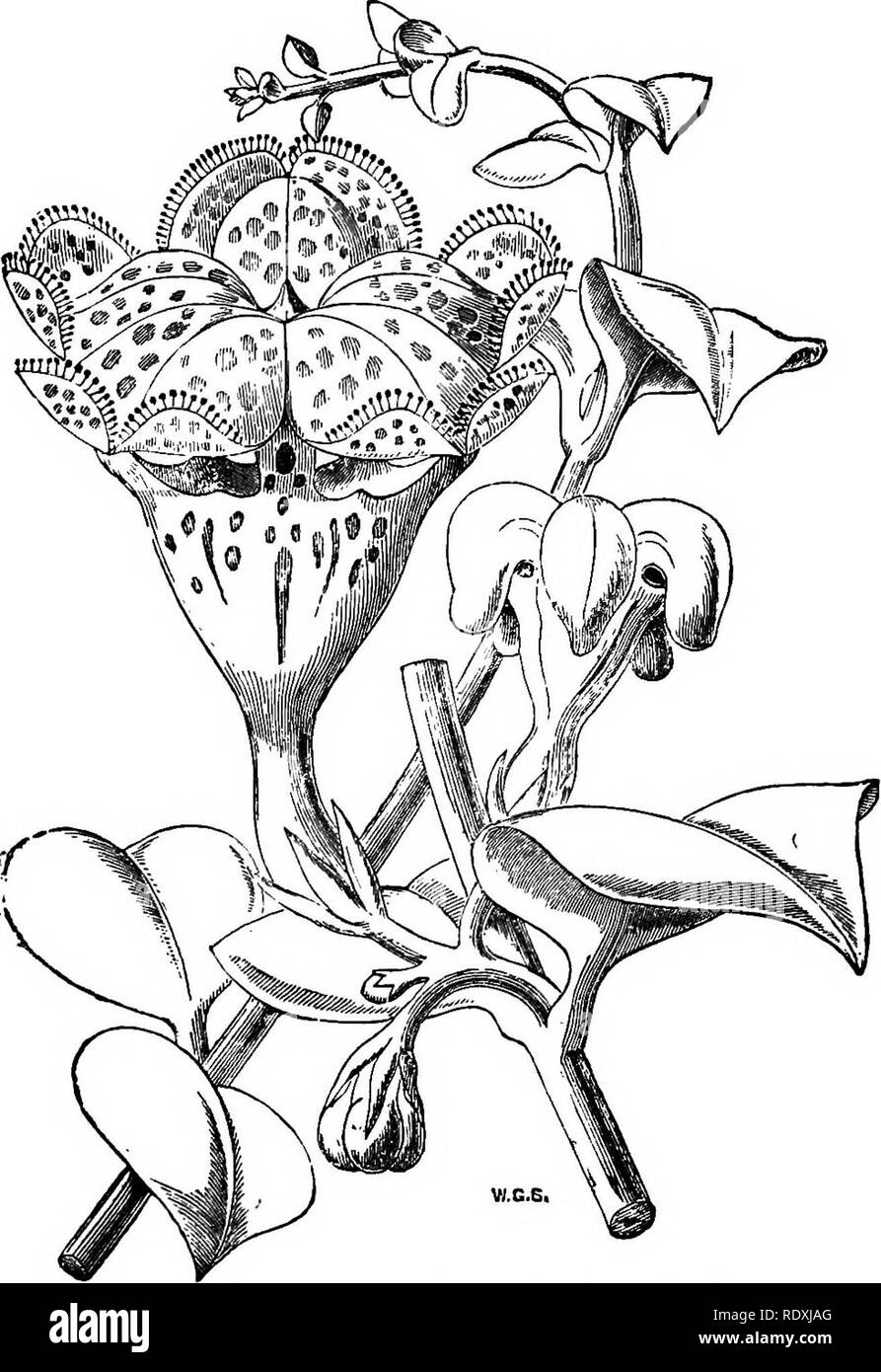 . Freaks and marvels of plant life; or, Curiosities of vegetation. Plant anatomy. &lt;92 FREAKS OF PLANT LIFE.. Fig. 22.—Natal Climbing Plant {Ceropegia Sandersoni) (from the &quot; Gardener's Chronicle &quot;).. Please note that these images are extracted from scanned page images that may have been digitally enhanced for readability - coloration and appearance of these illustrations may not perfectly resemble the original work.. Cooke, M. C. (Mordecai Cubitt), b. 1825. London, Society for Promoting Christian Knowledge; New York, E. &amp; J. B. Young Stock Photo