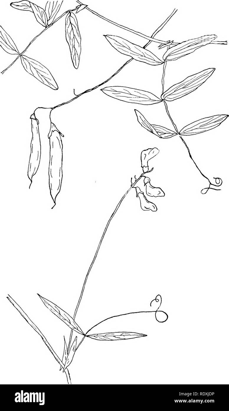 . The vines of northeastern America;. Climbing plants. f&gt;7 Fig- 35-—Swamp Vetchling. (L. palustris, L.) Fig. 36.—Spreading Vetchling. [L. pratensis, L.]. Please note that these images are extracted from scanned page images that may have been digitally enhanced for readability - coloration and appearance of these illustrations may not perfectly resemble the original work.. Newhall, Charles S. (Charles Stedman), 1842-1935. New York [etc. ] G. P. Putnam's Sons Stock Photo