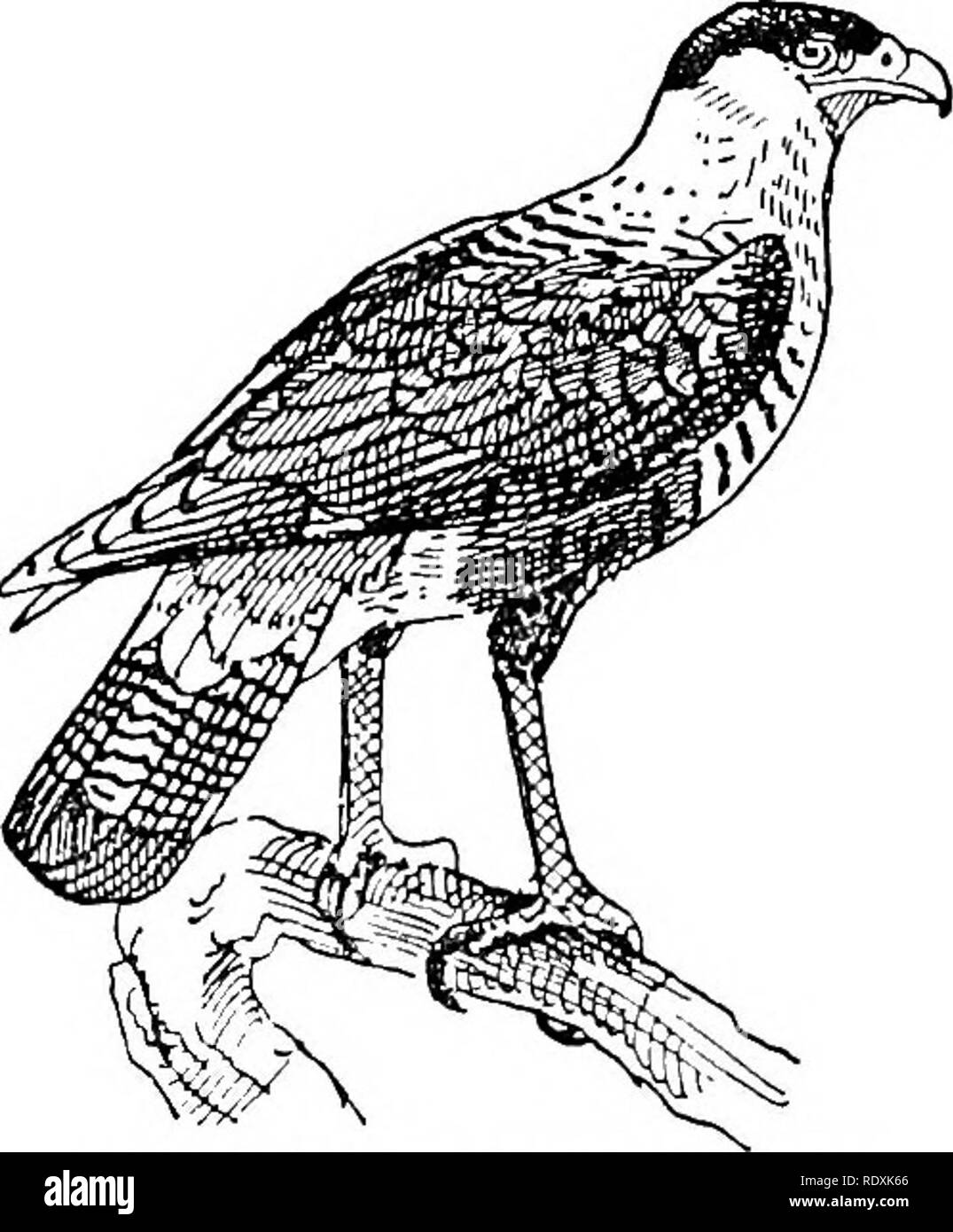 Vulture feeder Black and White Stock Photos & Images - Alamy