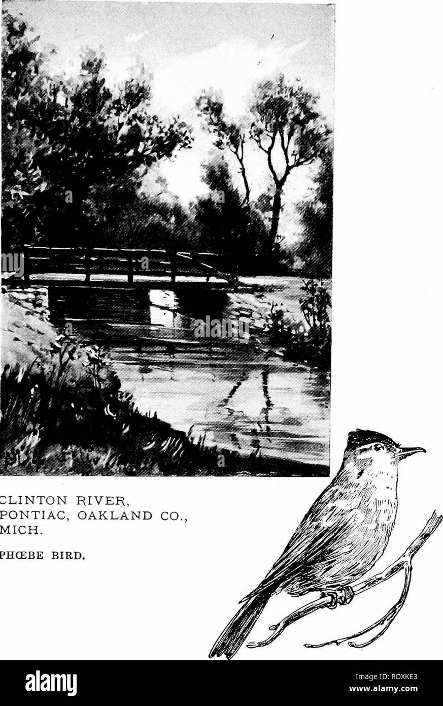 . Familiar features of the roadside; the flowers, shrubs, birds, and insects. Natural history. CLINTON PONTIAC, MICH. PHCEBE BIRD.. Please note that these images are extracted from scanned page images that may have been digitally enhanced for readability - coloration and appearance of these illustrations may not perfectly resemble the original work.. Mathews, F. Schuyler (Ferdinand Schuyler), 1854-1938. New York, D. Appleton and Company Stock Photo