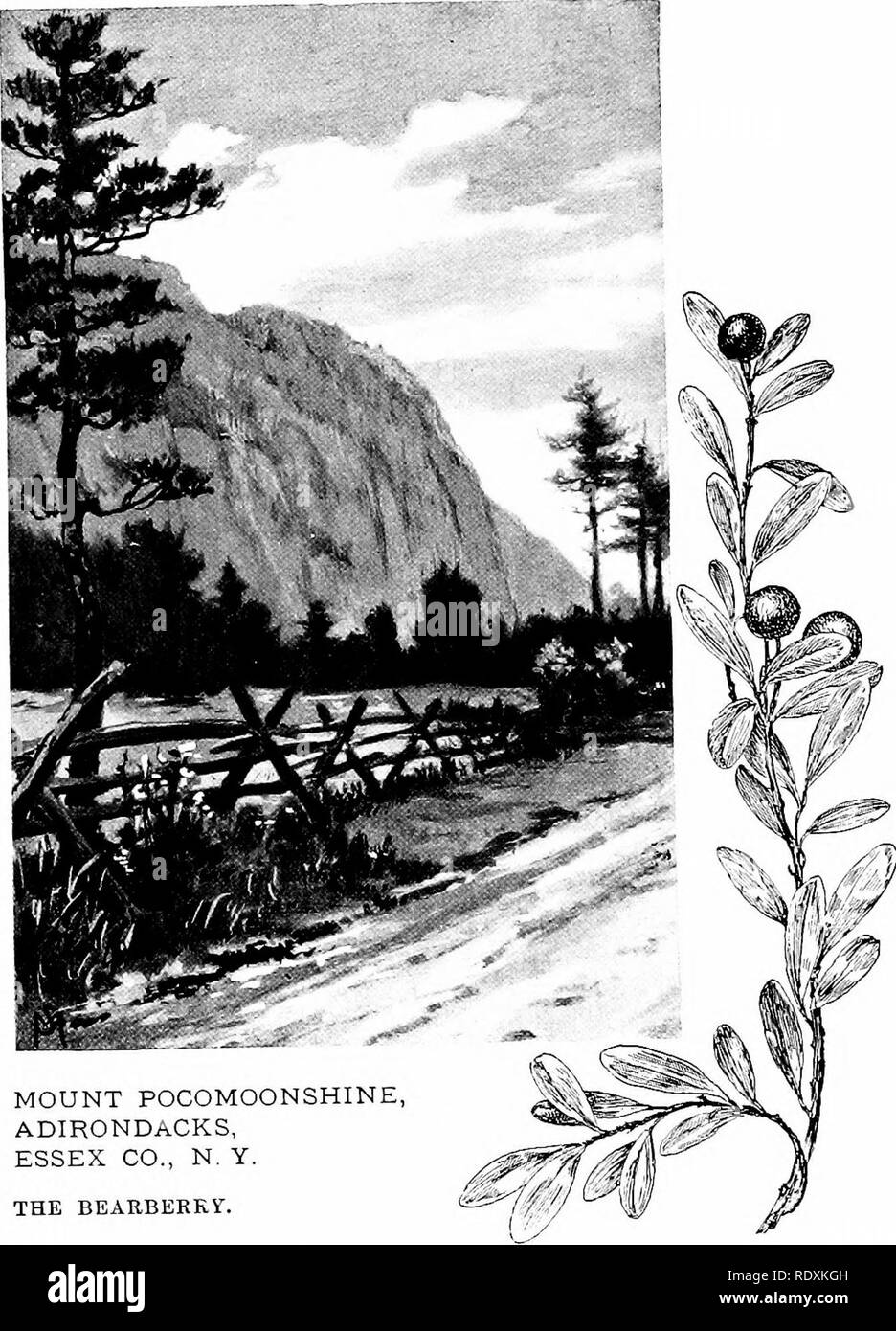 . Familiar features of the roadside; the flowers, shrubs, birds, and insects. Natural history. MOUNT POCOMOONSHINE ADIRONDACKS, ESSEX CO., N. Y. THE BEARBERRi&quot;.. Please note that these images are extracted from scanned page images that may have been digitally enhanced for readability - coloration and appearance of these illustrations may not perfectly resemble the original work.. Mathews, F. Schuyler (Ferdinand Schuyler), 1854-1938. New York, D. Appleton and Company Stock Photo