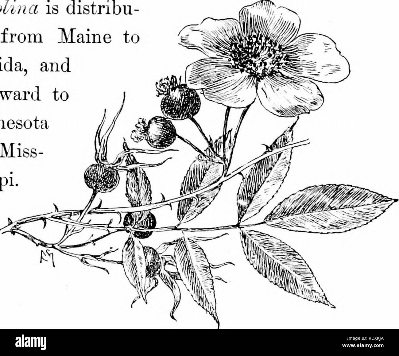 . Familiar features of the roadside; the flowers, shrubs, birds, and insects. Natural history. 58 FAMILIAR FEATURES OP THE ROADSIDE. pointed green leaflets 'vvhich enfold the pink l^uds) are generally deciduous.* The delicate pink flowers are borne in small clusters ; they greatly vary in strength of tint. liasa Carolina is distribu- ted from Maine to Florida, and westward Minnesota and Miss- issippi.. Kosa Carolina. The dwarf wild rose {Rosa lucida), sometinies called shining rose, grows from one to five feet high, has stout stems armed with numerous more or less * Gray describes the sepals o Stock Photo