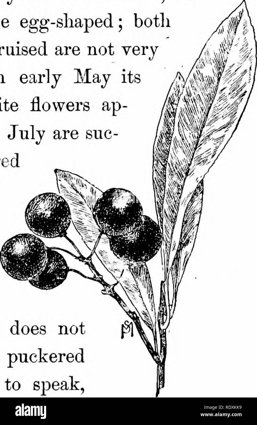 Choke cherry tree Black and White Stock Photos & Images Alamy