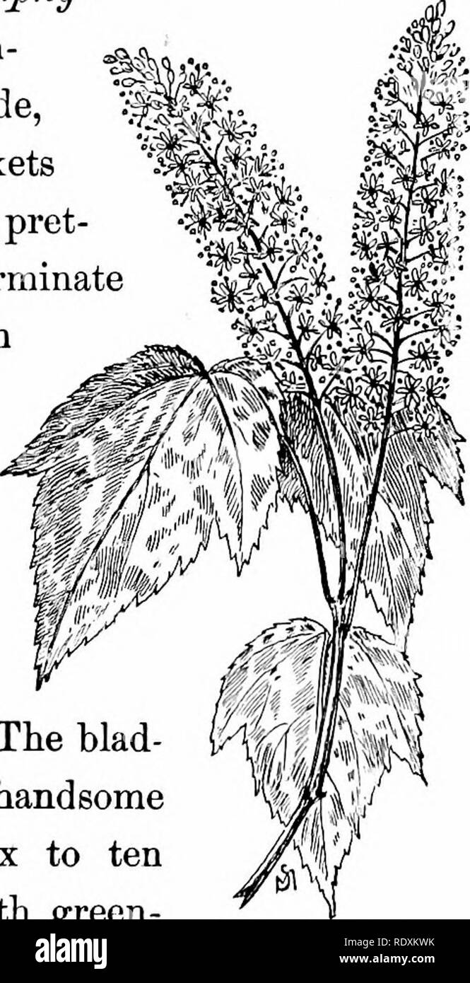 . Familiar features of the roadside; the flowers, shrubs, birds, and insects. Natural history. The blad- handsome Mountain Maple. Bladder Nut.. Please note that these images are extracted from scanned page images that may have been digitally enhanced for readability - coloration and appearance of these illustrations may not perfectly resemble the original work.. Mathews, F. Schuyler (Ferdinand Schuyler), 1854-1938. New York, D. Appleton and Company Stock Photo