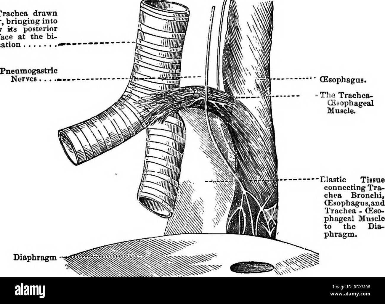Comparative anatomist hires stock photography and images Alamy