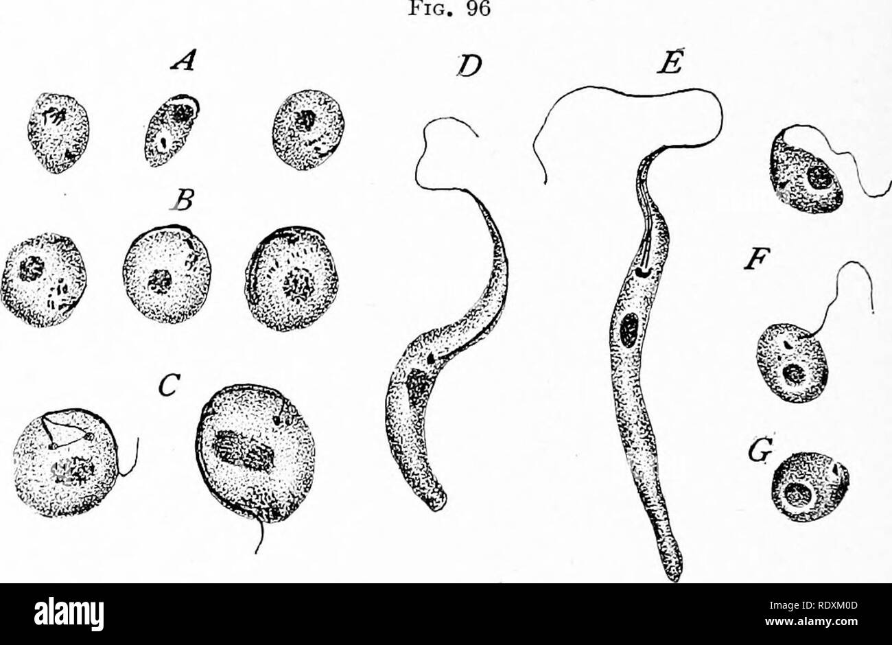 . Protozoo?logy. Protozoa; Protozoa, Pathogenic. 242 THE PATHOGENIC FLAGELLATES withdrawal of the flagellum. This gradually shortens and disappears, a rhizoblast remaining for some time; but this too is ultimately absorbed, and as a &quot;gregarine&quot; form the minute organism makes its way to epithelial cells, where it becomes attached (Fig. 93). Since Leger's original observations several others have worked upon different species of crithidia, the most recent results being obtained by Patton ('08) in connection with a species {Cr. gerridis, Patton) from a water bug, Gerris fossarum, and by Stock Photo