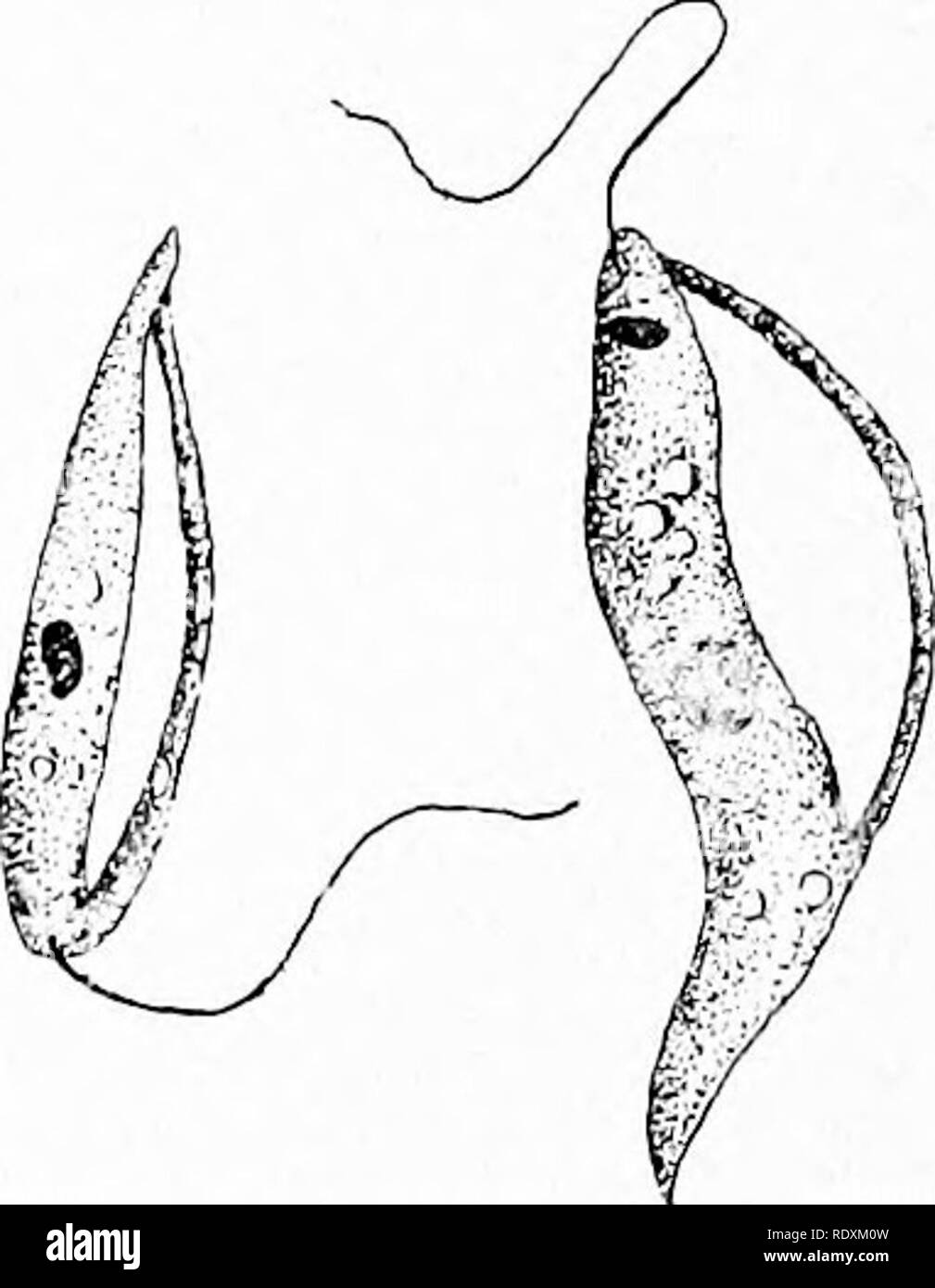 . Protozoo?logy. Protozoa; Protozoa, Pathogenic. 240 THE PATHOGENIC FLAGELLATES thelial cells. When such blood is sucked into the digestive tract of a bedbug the cell bodies of leukocytes and macrophages are broken down and their contained parasites liberated. Patton found that the parasites thus introduced into male or female bugs could remain in the mid-gut for at least five days before beginning to develop, although the majority of them are well under process of development by the second or third day. Development of the parasite begins with a well-marked increase in volume, and the cell nuc Stock Photo