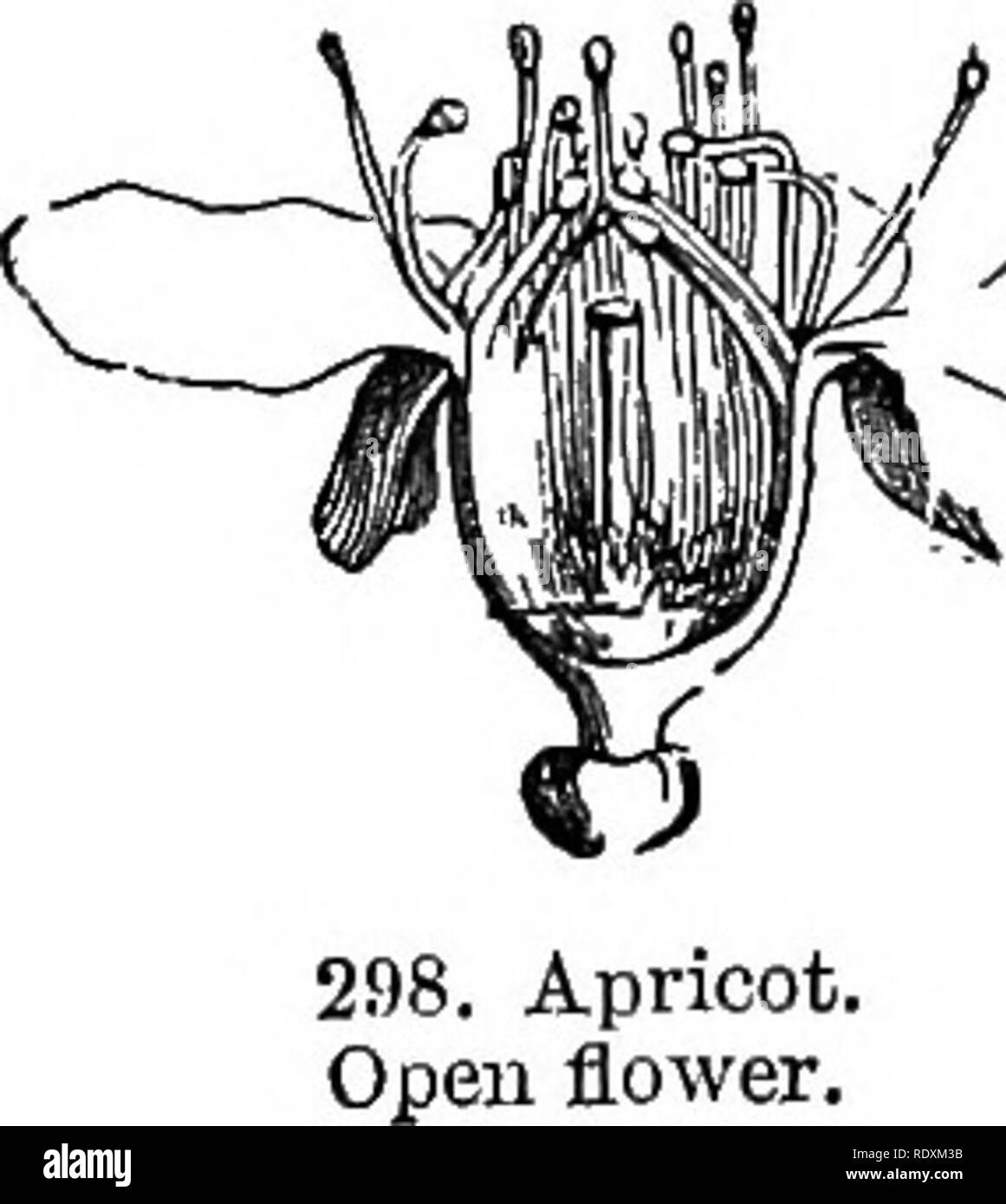 . A general system of botany, descriptive and analytical. In two parts ...
